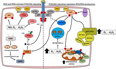 Phosphoinositide 3-Kinase/Akt Signaling and Redox Metabolism in Cancer